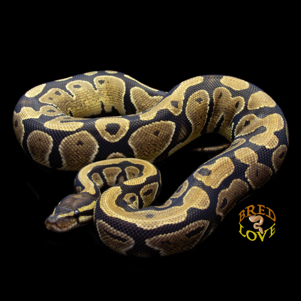 Hula - Disco het Desert Ghost