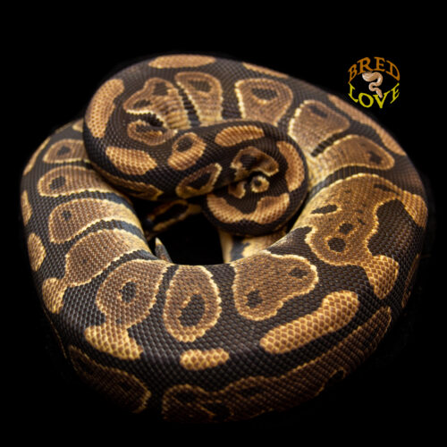 Indy - Het Pied Ball Python