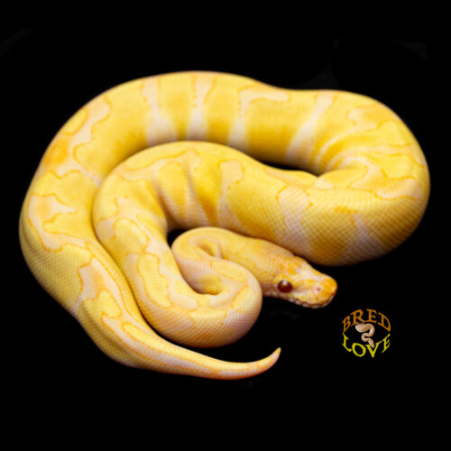 Jellybean - Candino Ball Python