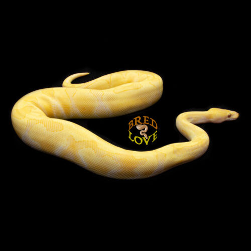 Jellybean - Candino Ball Python