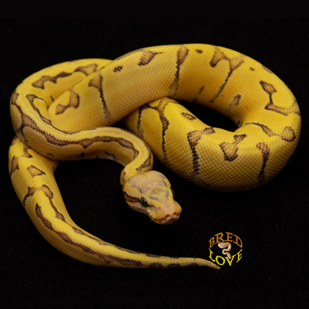 Kalahari - Chocolate Enchi Lemon Blast Desert Ghost Ball Python