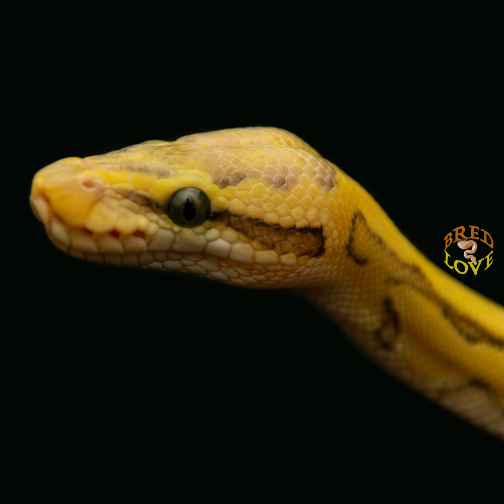 Kalahari - Chocolate Enchi Pastel Pinstripe Desert Ghost Ball Python