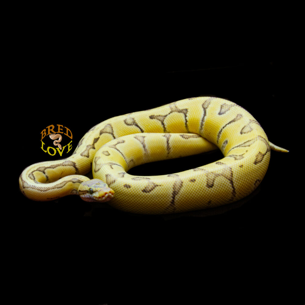 Kalahari - Chocolate Enchi Lemon Blast Desert Ghost Ball Python
