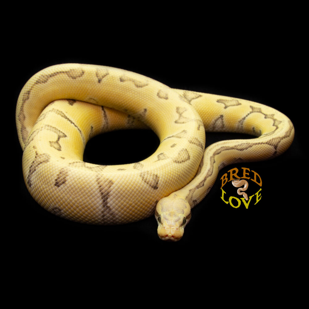 Kalahari - Chocolate Enchi Lemonblast Desert Ghost