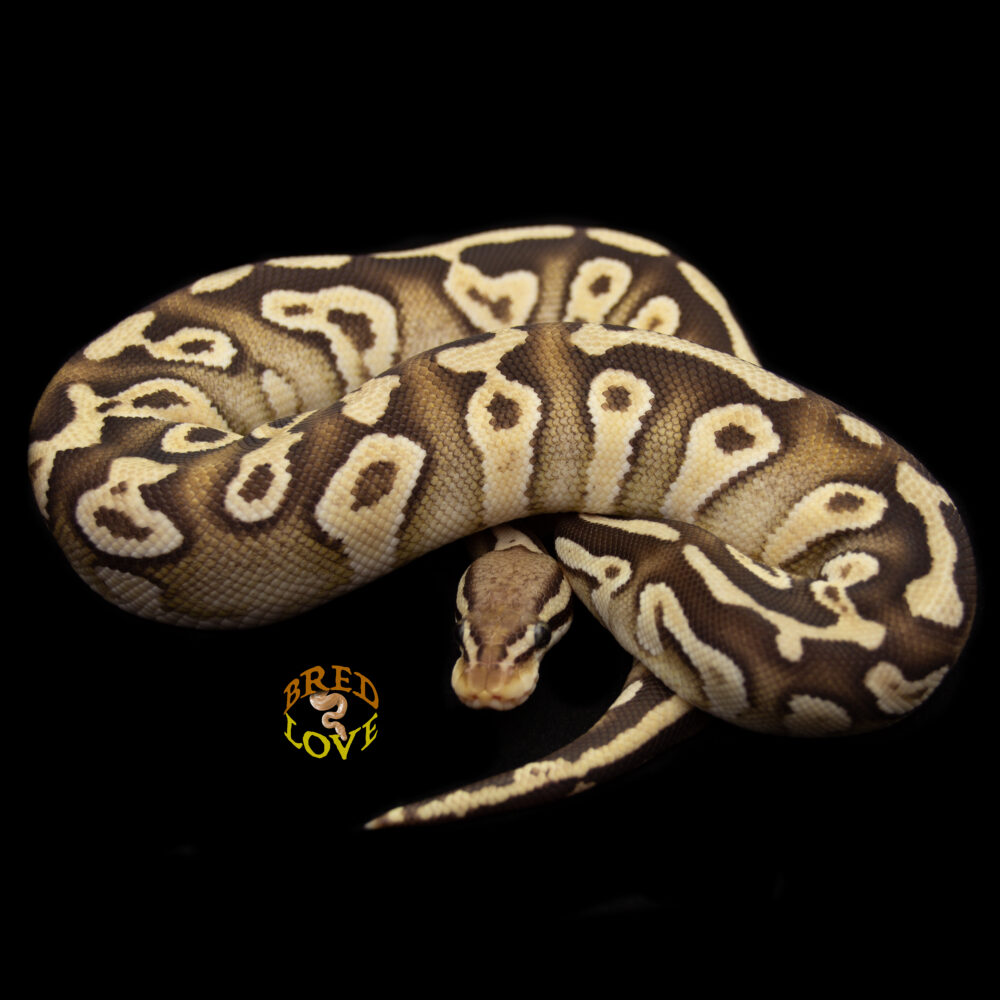 Katsina - Disco Mojave Pastel het Clown Ball Python