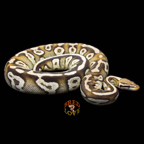 Katsina - Disco Pastave Ball Python