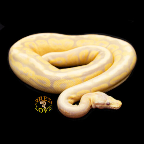 Lemon Drop - Black Pewter Candino