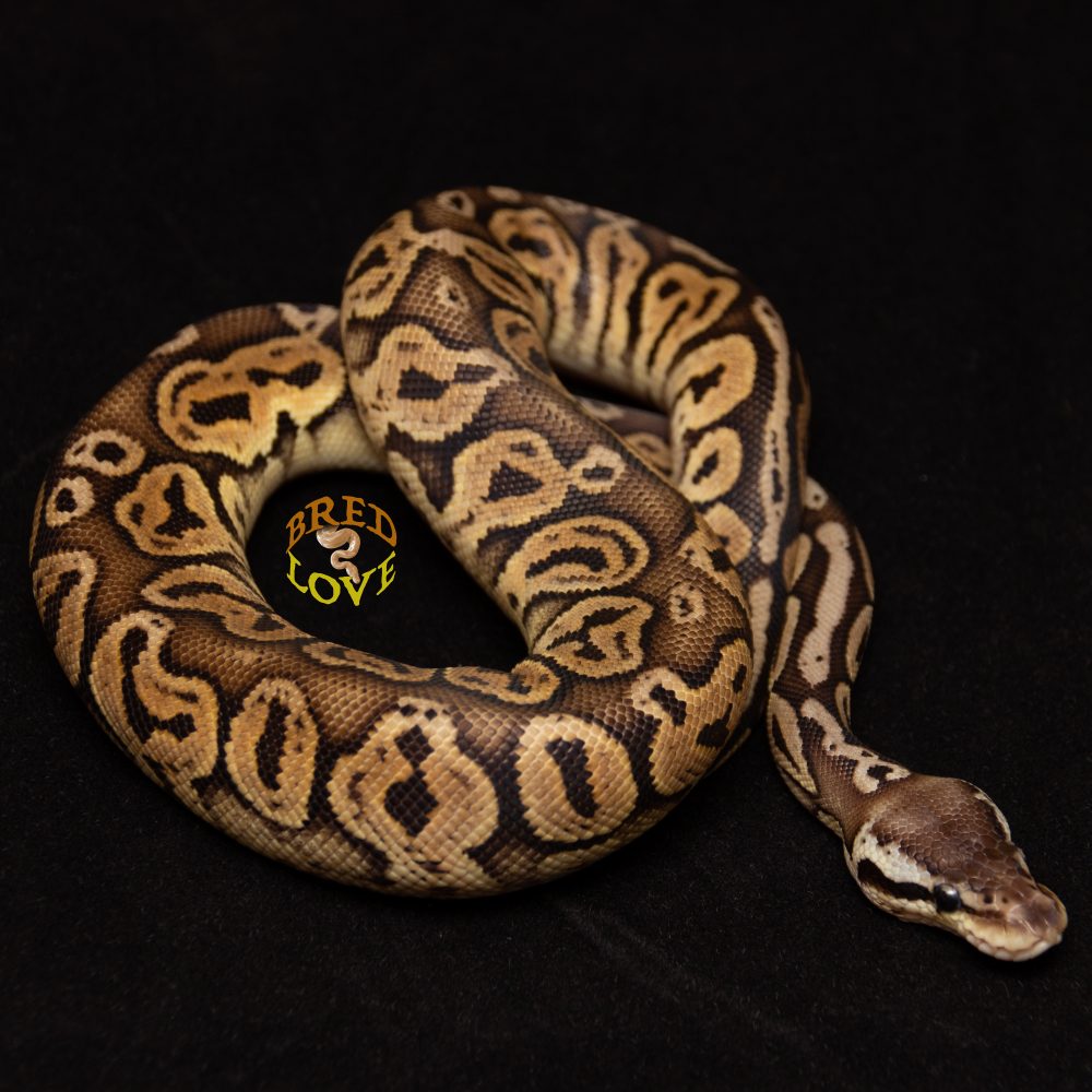 Lodestone<br> Black Pewter Het Toffino - Image 2