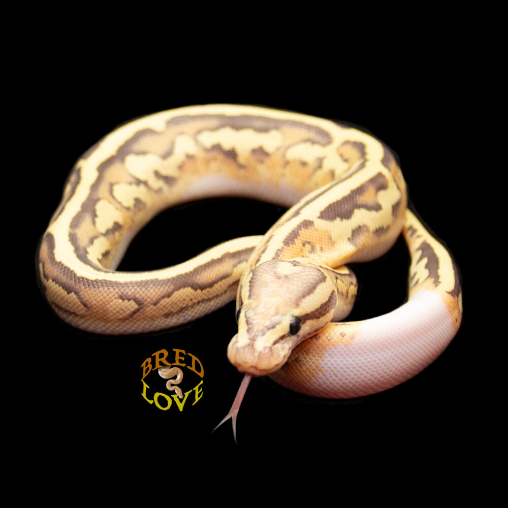 Loverboy - Disco Inferno het Clown Ball Python