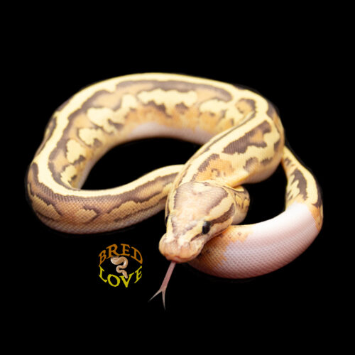 Loverboy - Disco Inferno het Clown Ball Python
