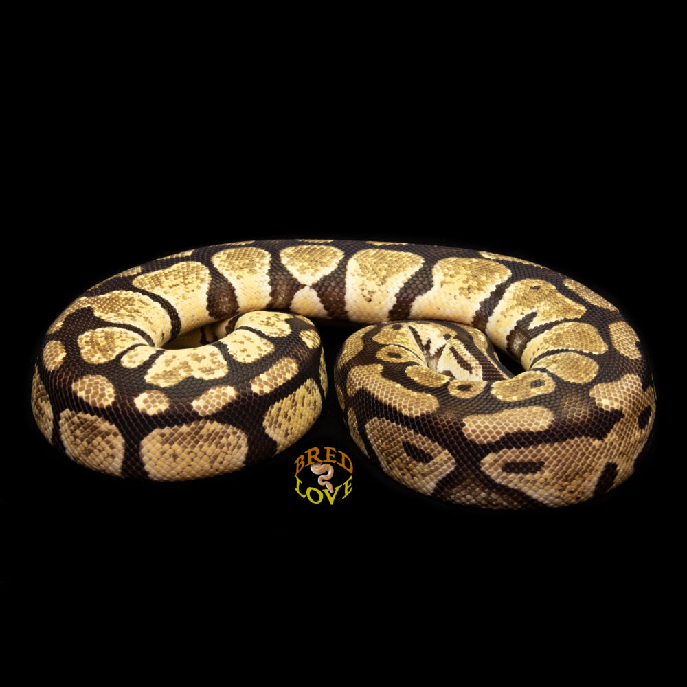 Mango - Citrus Pastel Ball Python