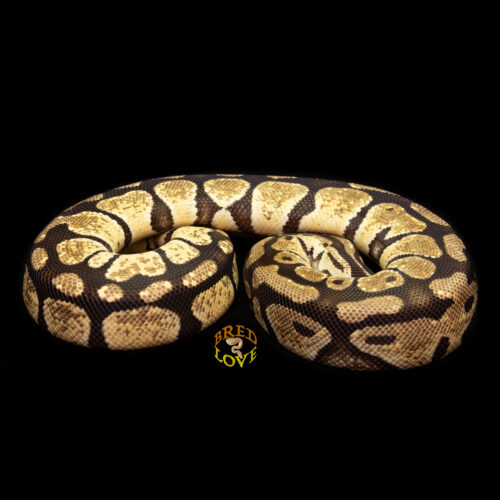 Mango - Citrus Pastel Ball Python