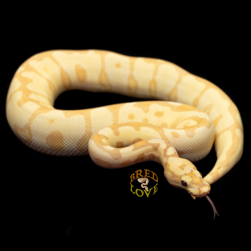 Mayaa - Banana Enchi Spotnose Clown