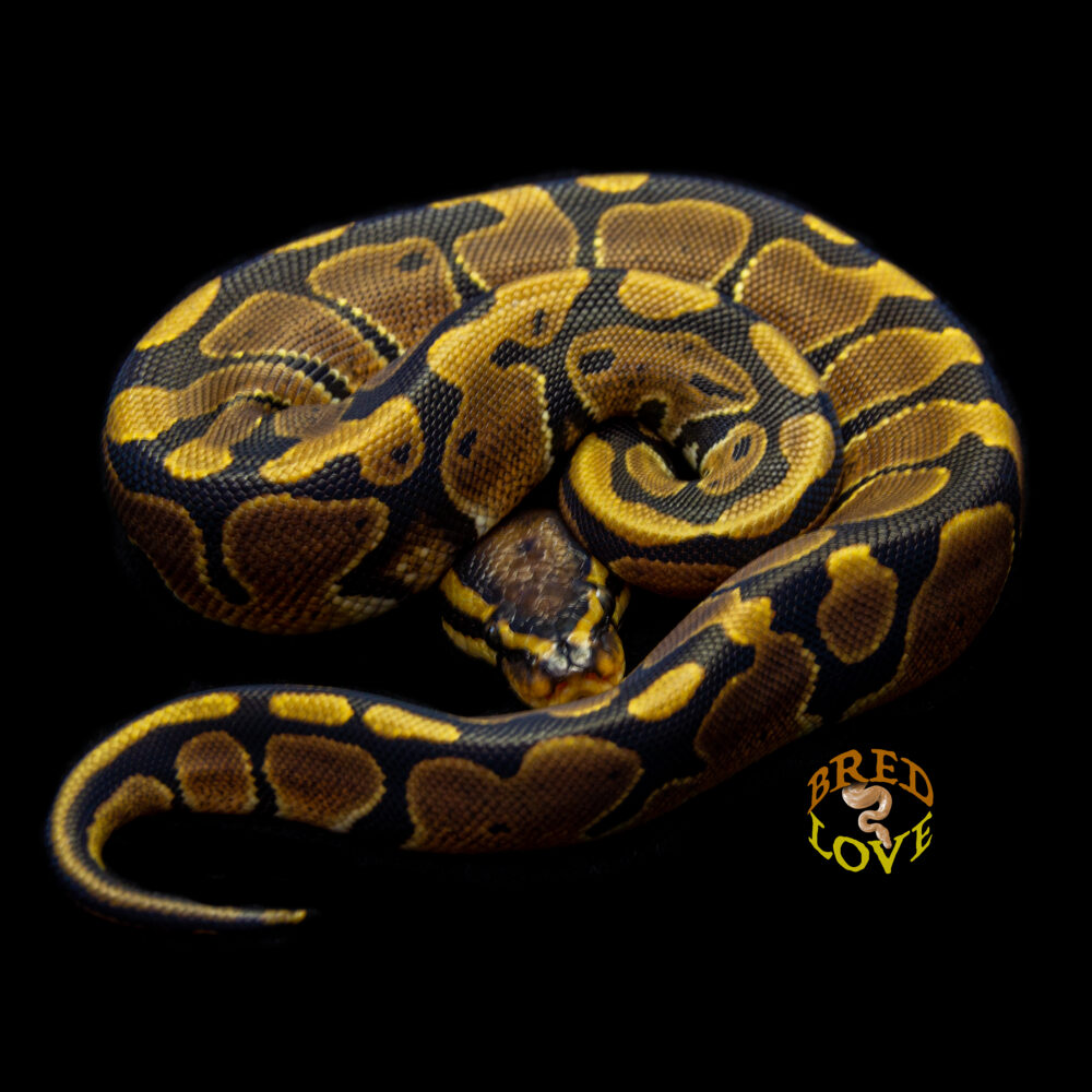 Merryweather - Dinker Tri-Pos Ball Python