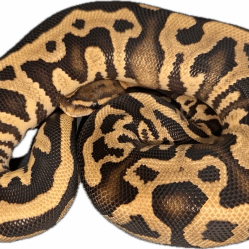 Nakia - Fire Leopard dh Ultramel Clown