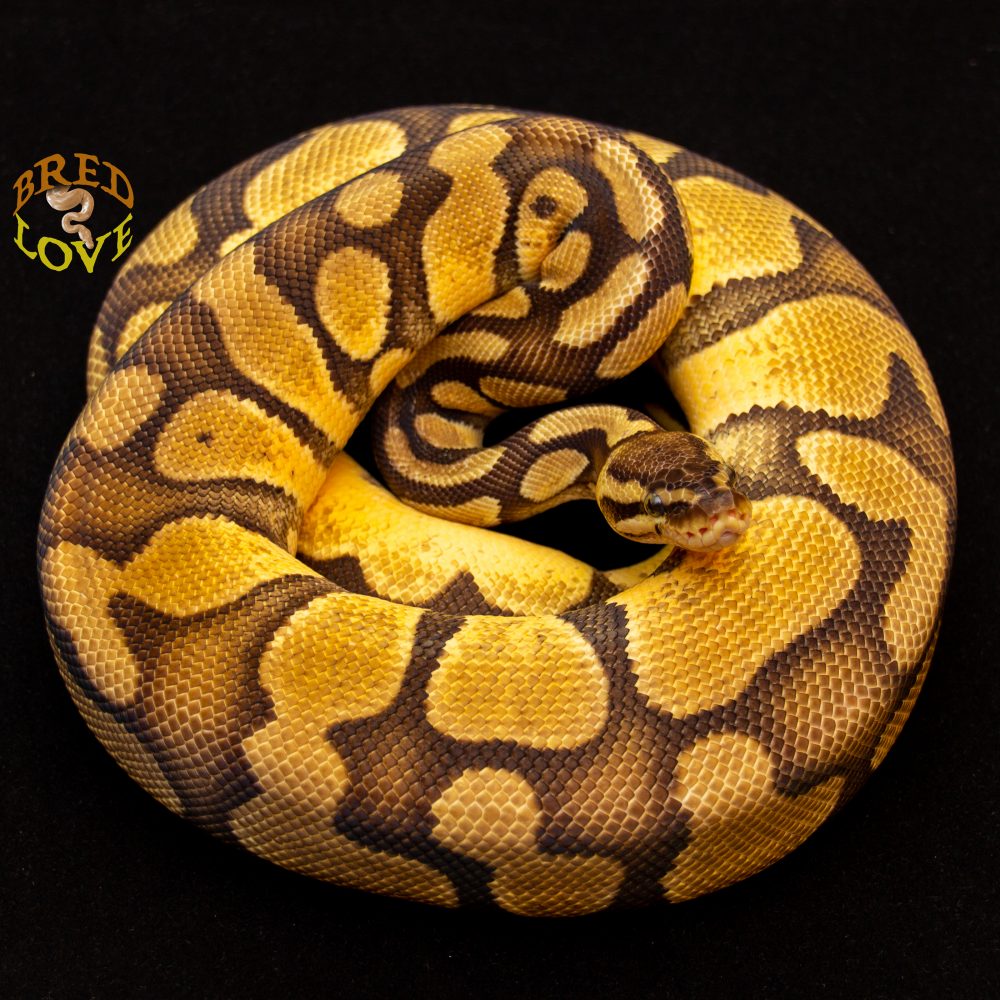 Ochre<br> Pastel Enchi Het Pied