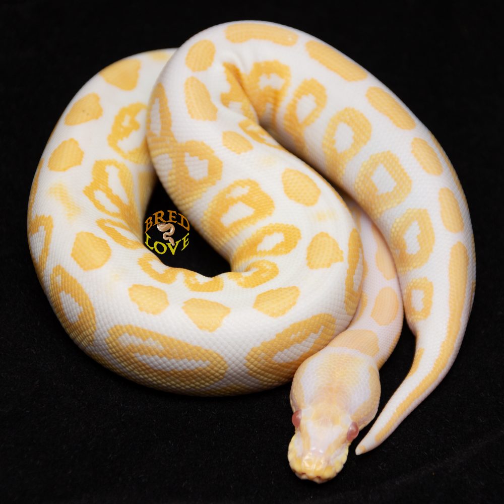 Peaches<br> Black Pastel Albino - Image 2