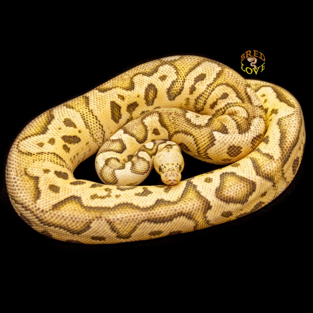 Picasso<br> Firefly Clown