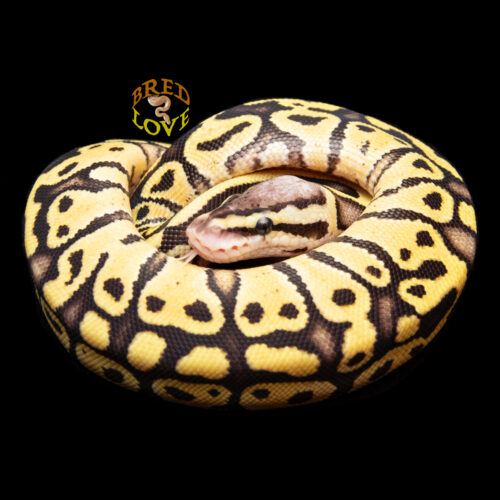Queenie - Firefly het Clown