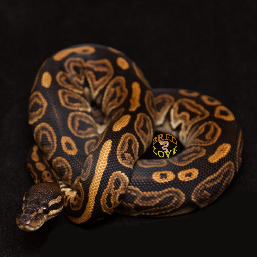 Racer<br> Black Pastel - Image 3