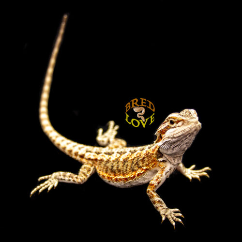 ReyRay - Bearded Dragon