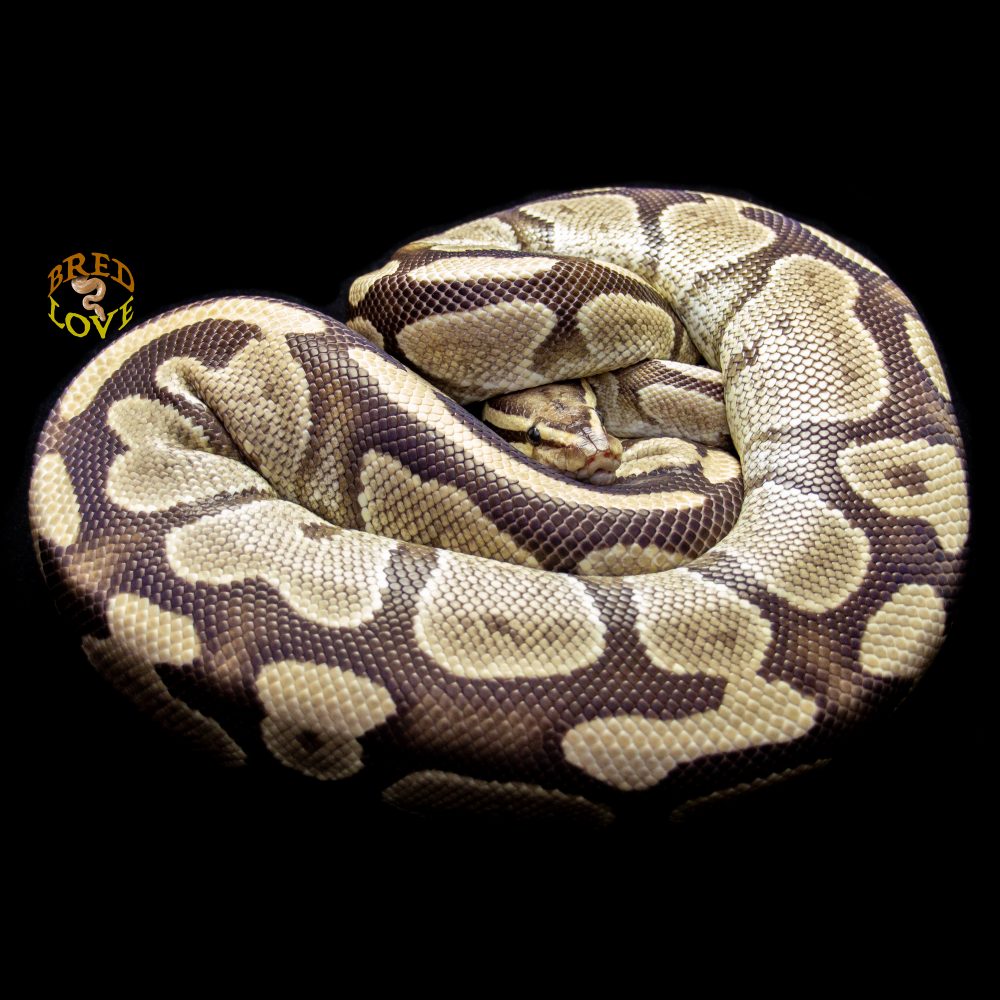 Sand Dollar<br> Disco