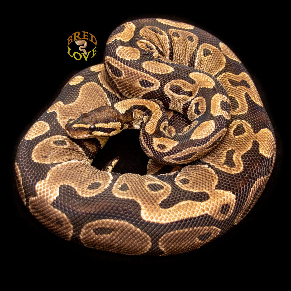 Sassy<br> Normal