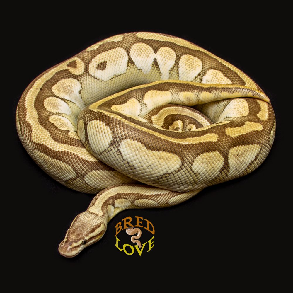 Sharptooth<br> Pastel Lesser