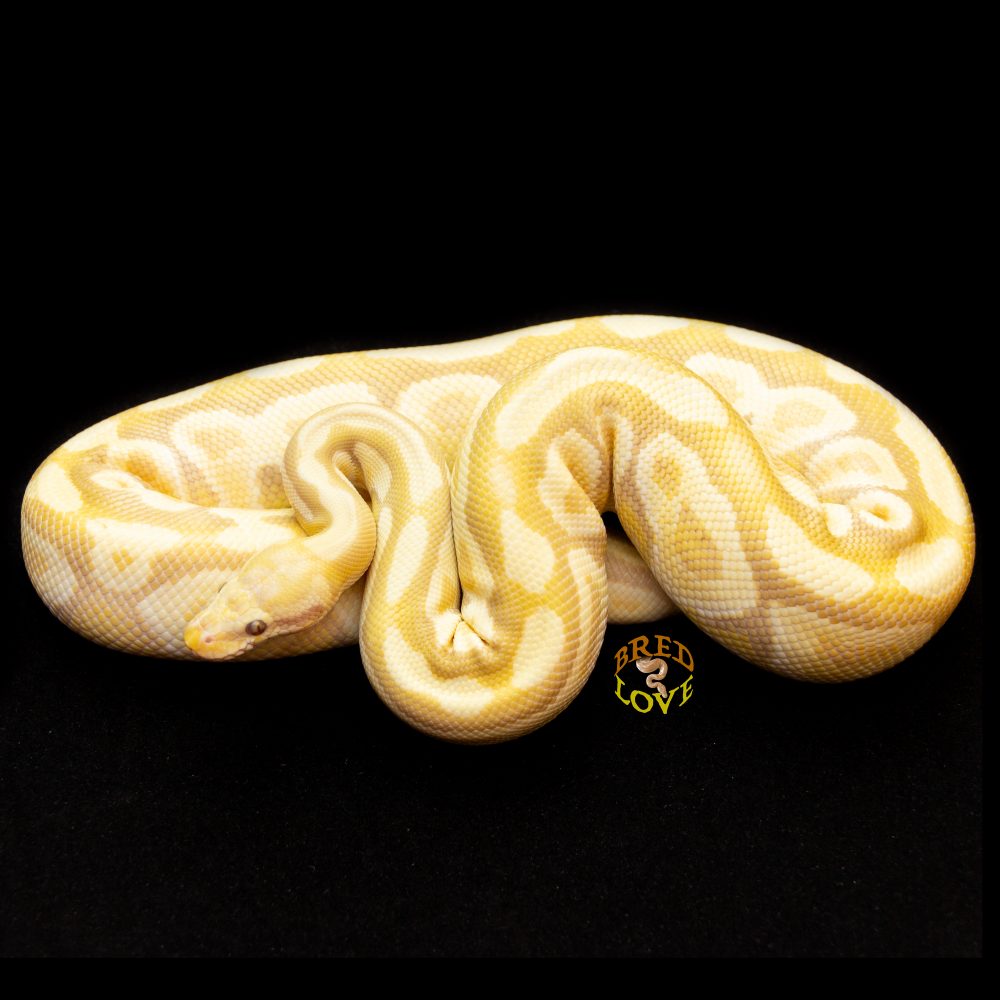 Simba<br> Candy Pastave - Image 2