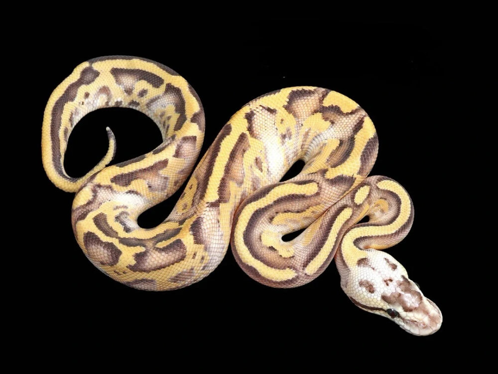 Steelix - Pastel Leopard Gravel Spark