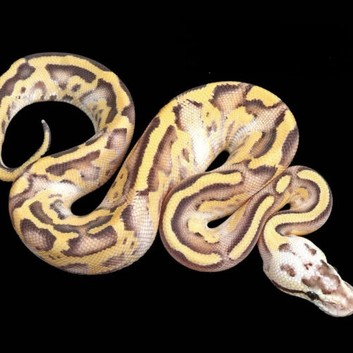 Steelix - Pastel Leopard Gravel Spark