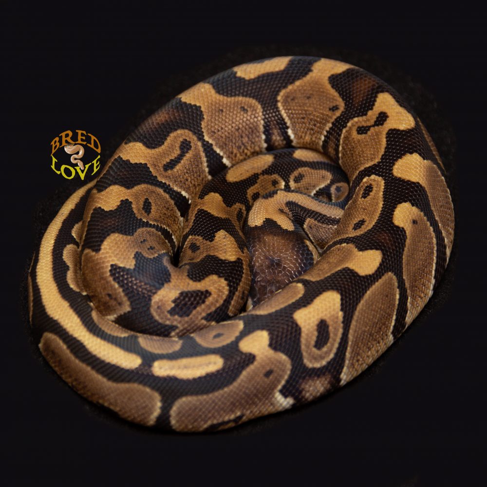 Toasty<br> DH Ultramel Pied - Image 2