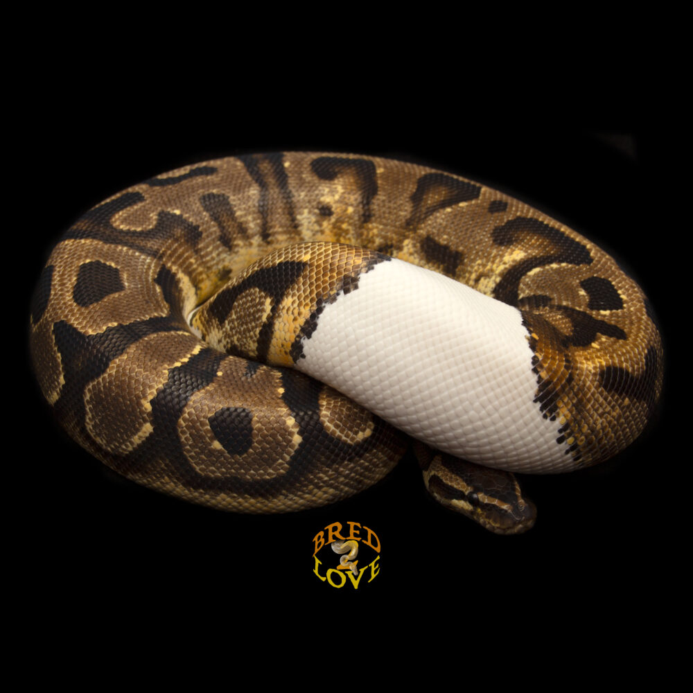 Auburn <br>Enchi Orange Dream Yellow Belly Pied