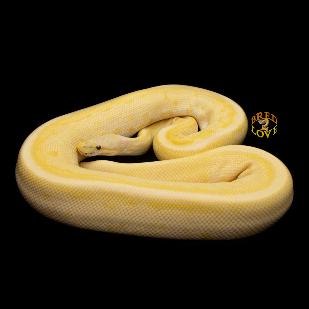 Taffy <br>Cinnamon Pinstripe Candino